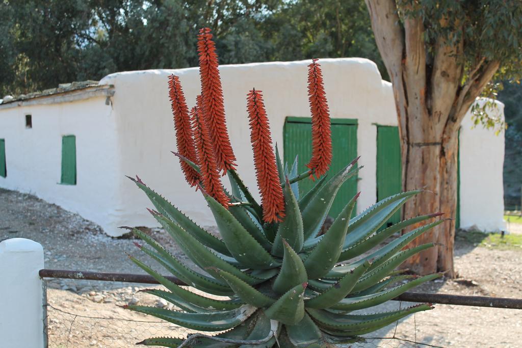 Matjiesvlei Guestfarm Βίλα Calitzdorp Εξωτερικό φωτογραφία
